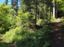 Bois privé entre l'Adroit et Combe Missey